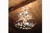 Antler Chandelier - 12 Light White Tail Deer at the Lodge